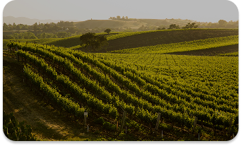 Your Vineyard